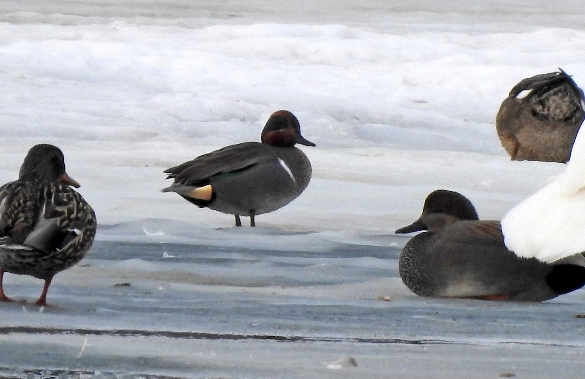 Green-winged Teal - ML138979891