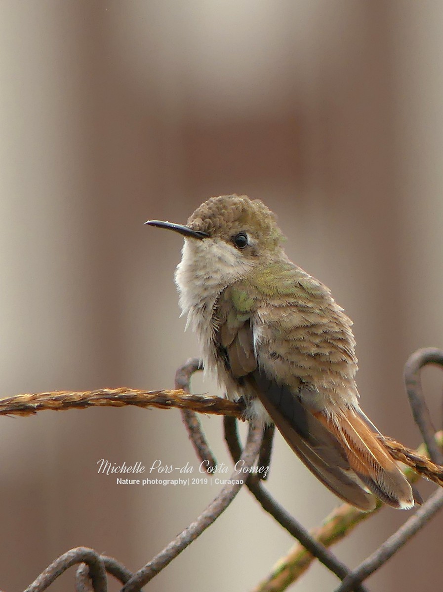 Ruby-topaz Hummingbird - Michelle da Costa Gomez