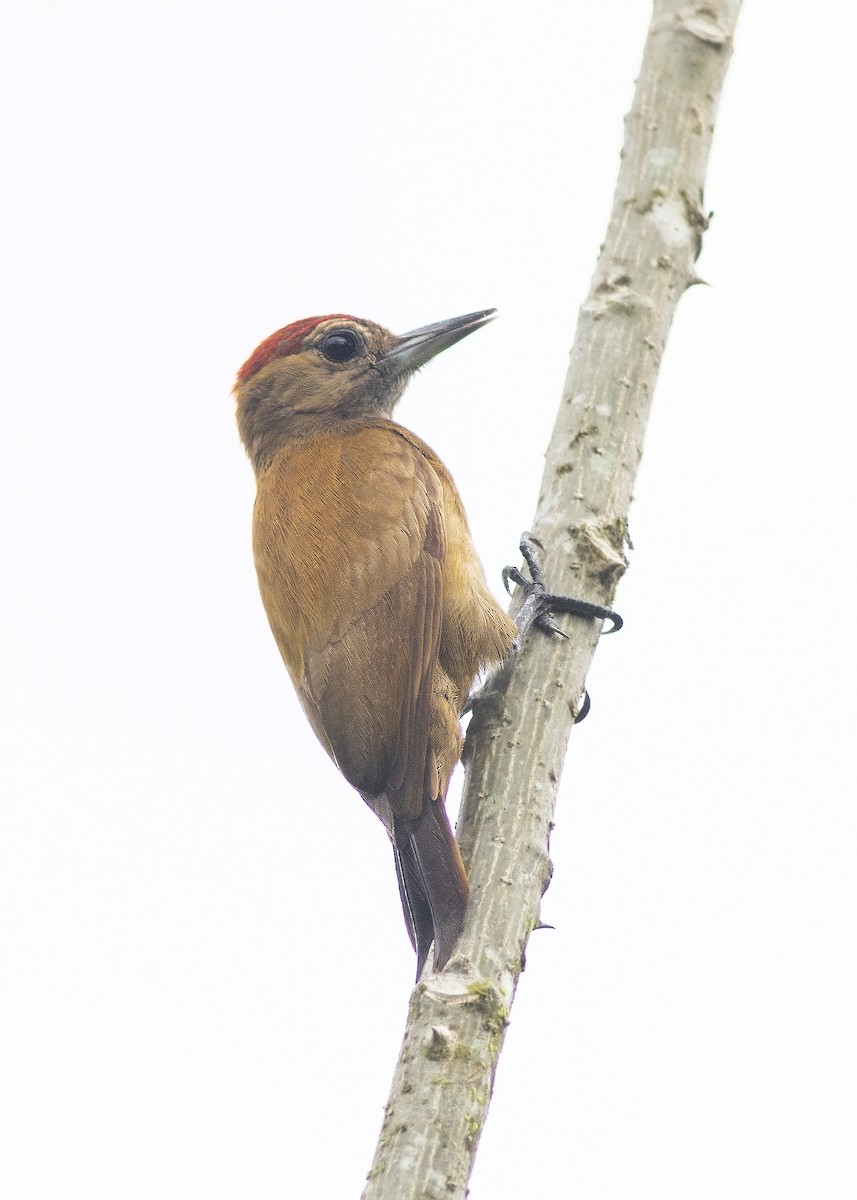 Smoky-brown Woodpecker - Guillermo  Saborío Vega