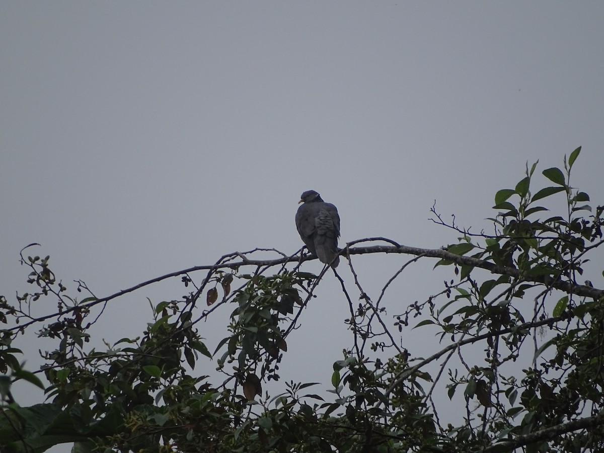 Band-tailed Pigeon - ML138990231