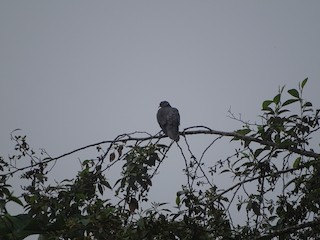 Band-tailed Pigeon, ML138990231