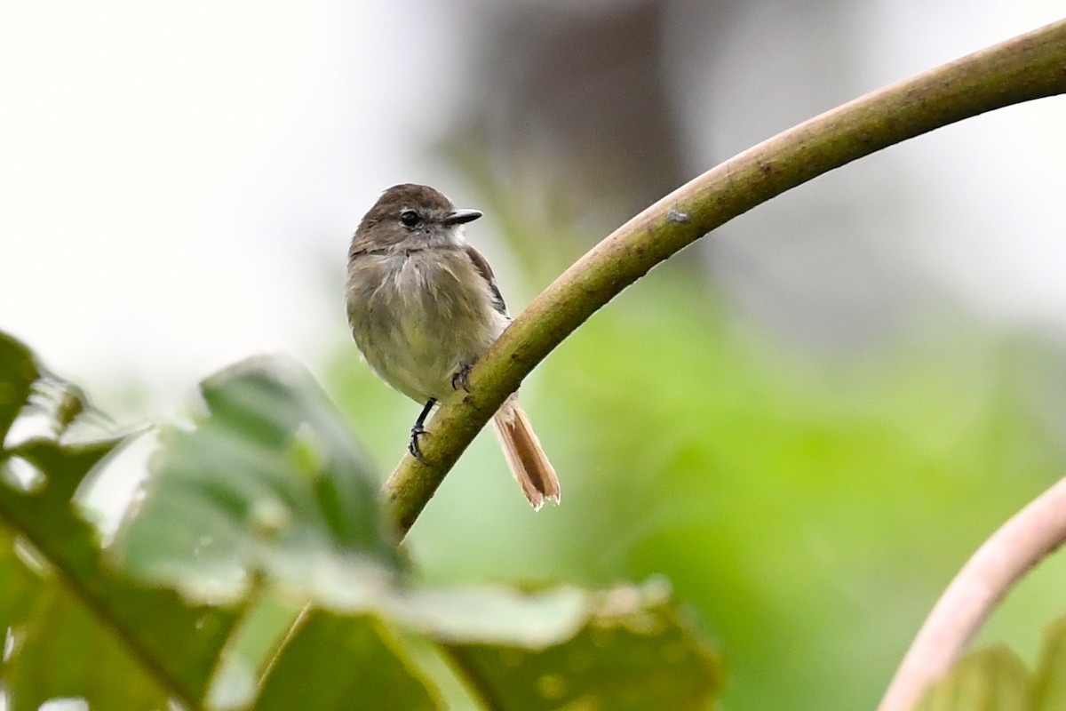 Olive-chested Flycatcher - ML138992841