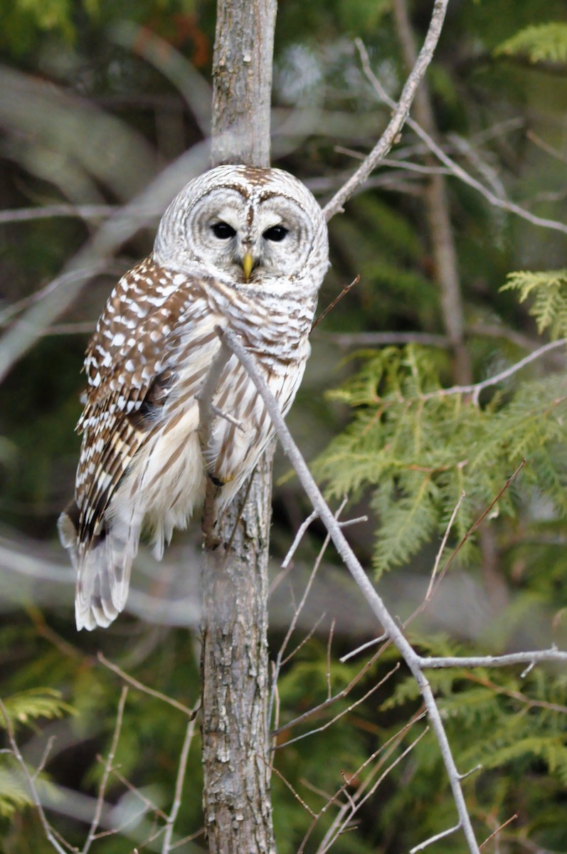 Barred Owl - Steve Kinsley