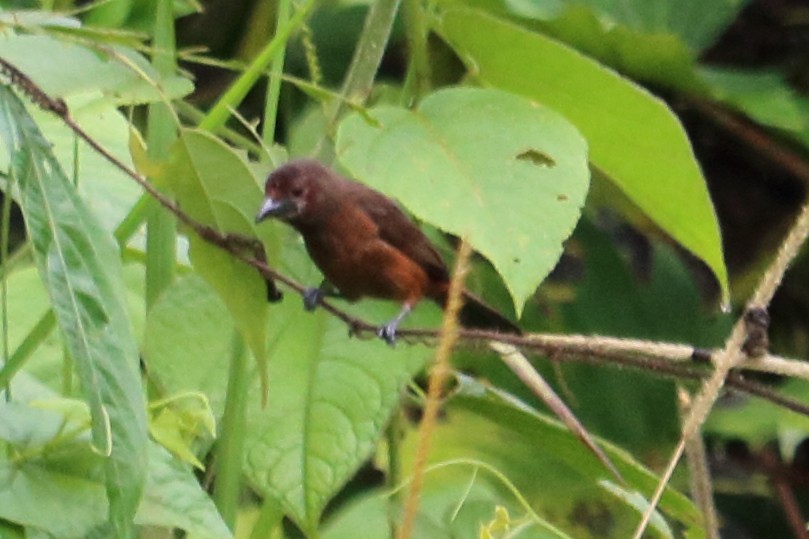 Silver-beaked Tanager - ML138996311
