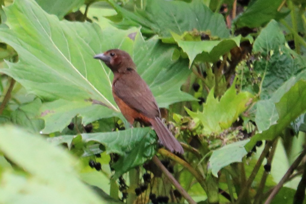 Silver-beaked Tanager - ML138996331