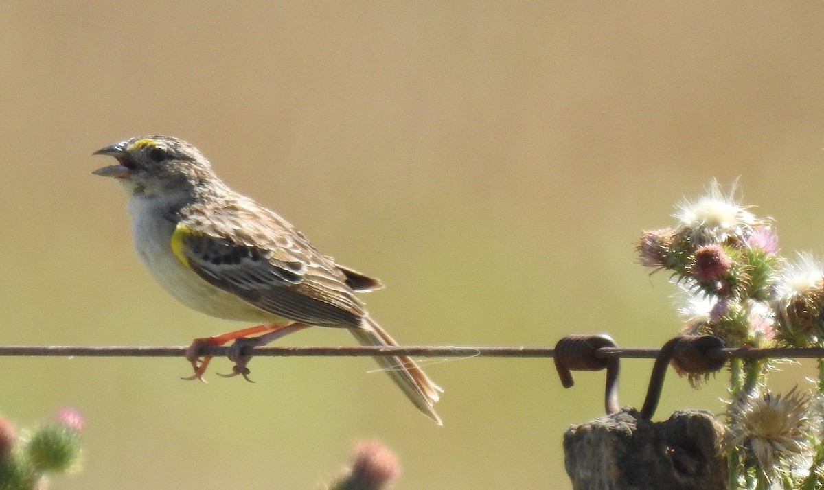 Grassland Sparrow - ML138996761