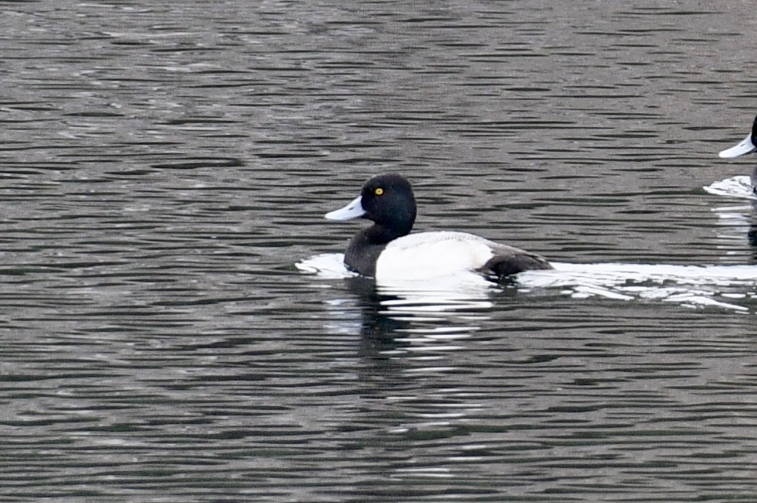 Greater Scaup - ML138997681