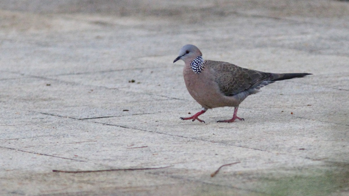 Spotted Dove - ML138998231