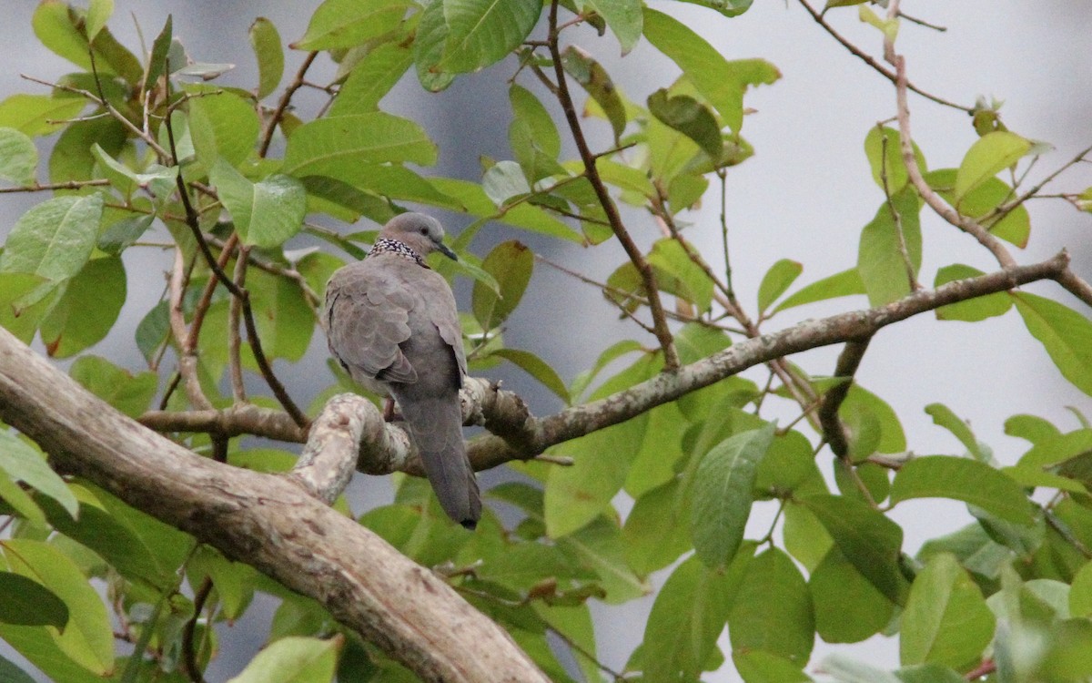 Spotted Dove - ML138998271