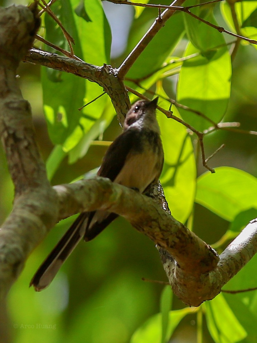 Northern Fantail - Anonymous