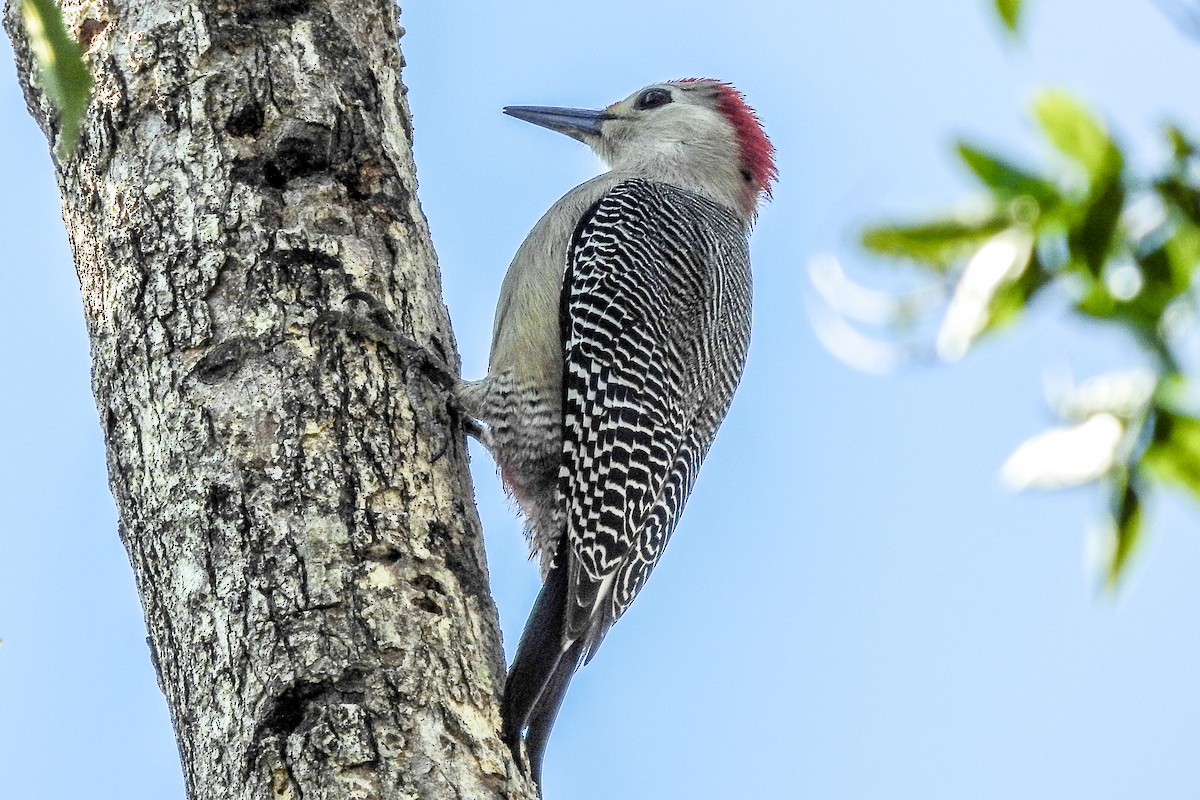 Golden-fronted Woodpecker - ML138999661