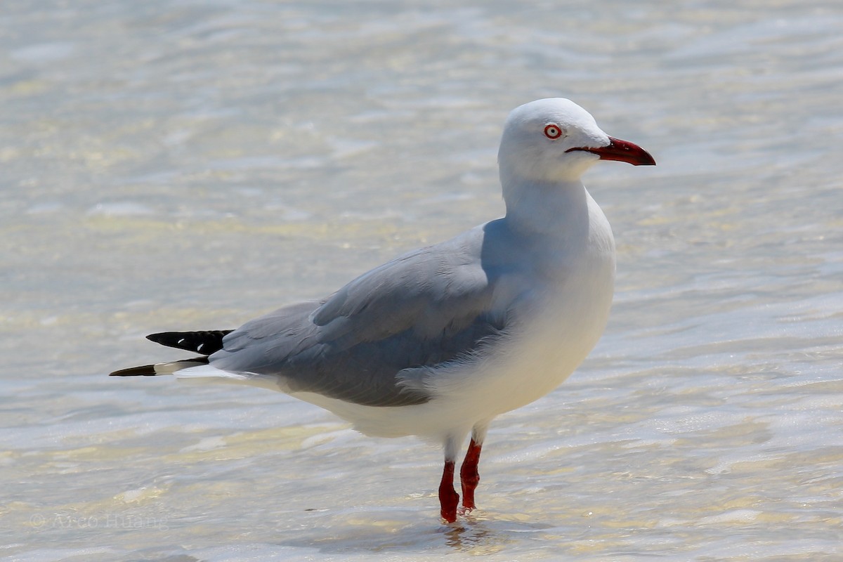 Silver Gull (Silver) - Anonymous