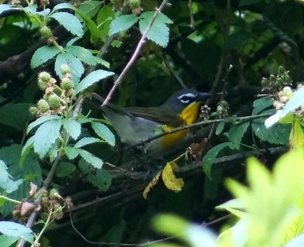 Yellow-breasted Chat - Samuel Murray