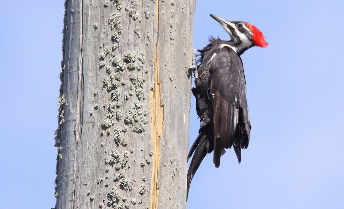 Pileated Woodpecker - Gilles Ethier