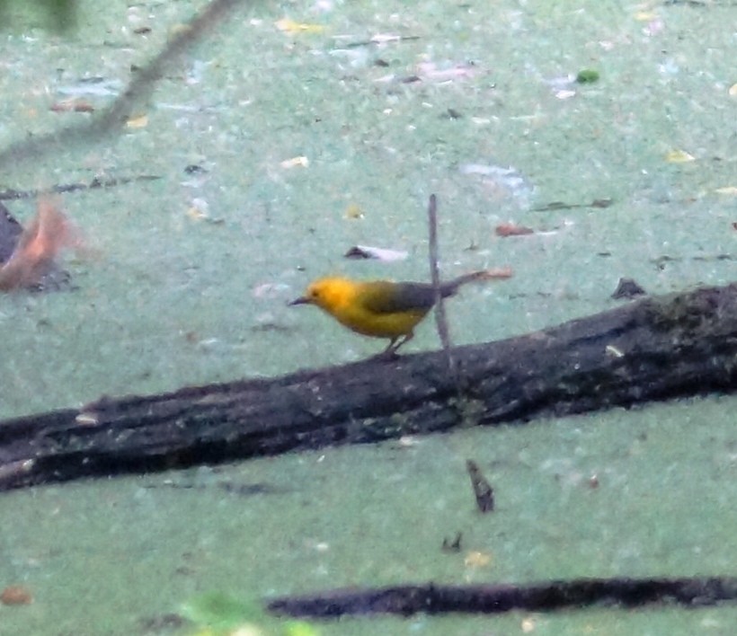 Prothonotary Warbler - ML139000911