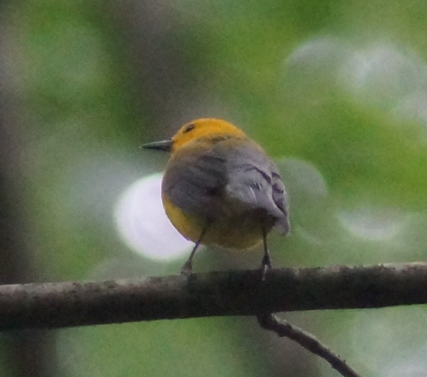 Prothonotary Warbler - ML139000921