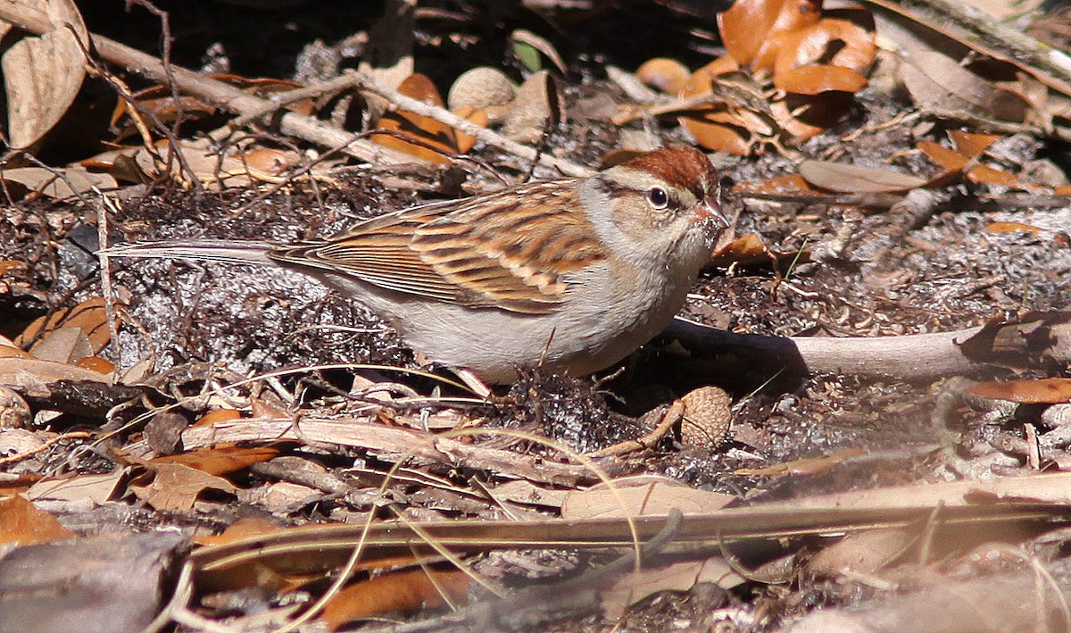 Chipping Sparrow - Gilles Ethier