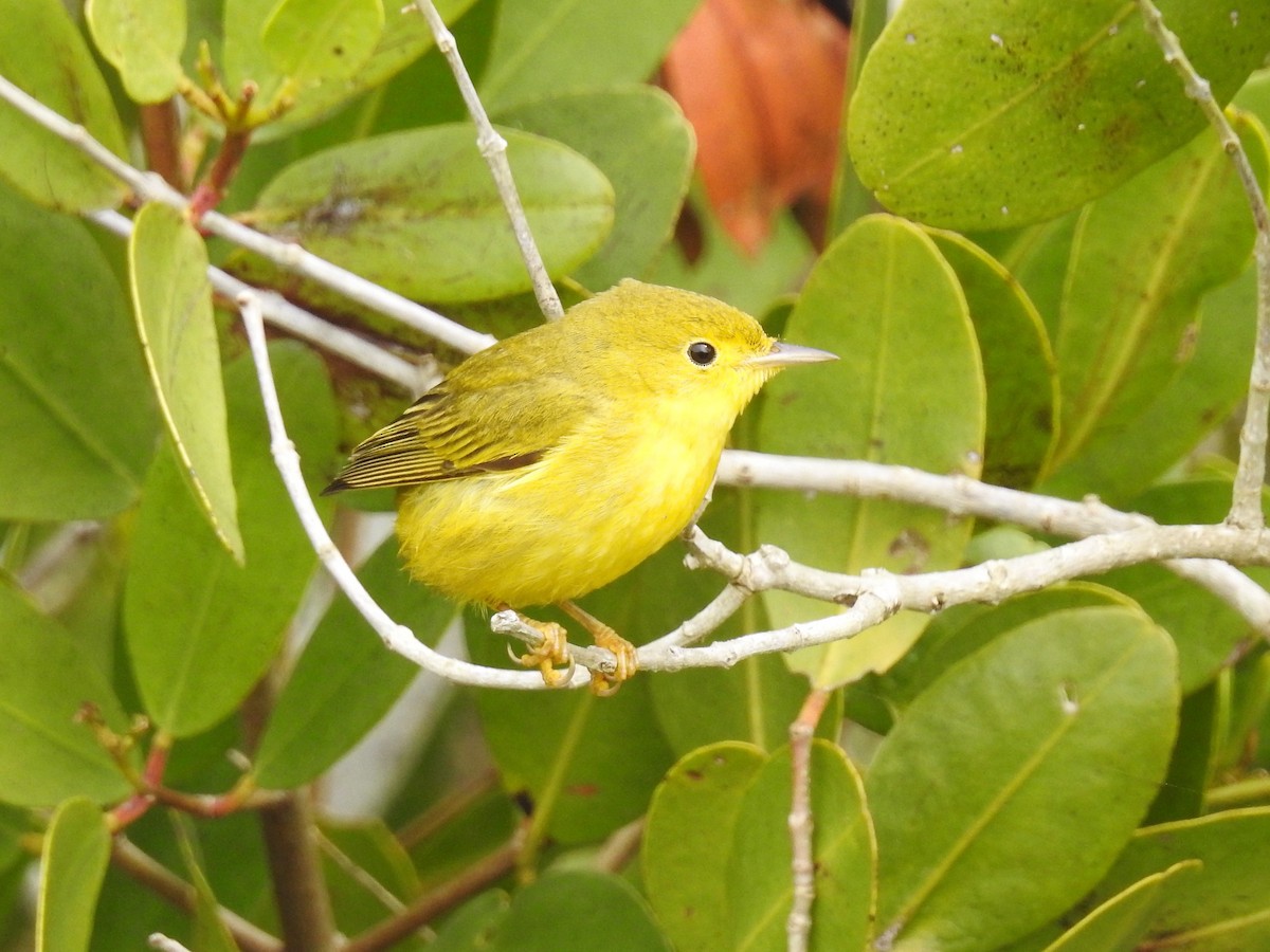 Yellow Warbler - S. K.  Jones