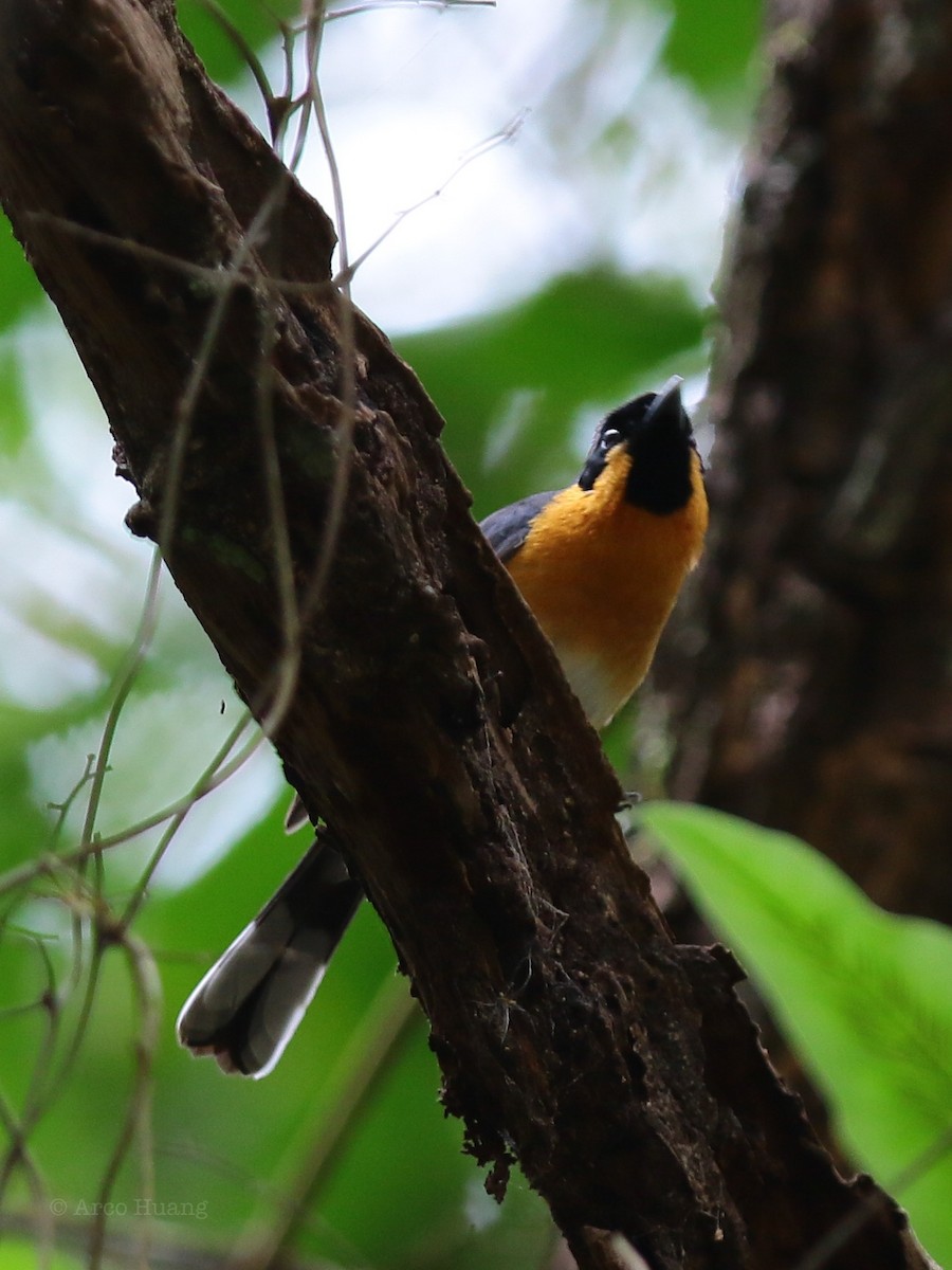 Black-faced Monarch - Anonymous