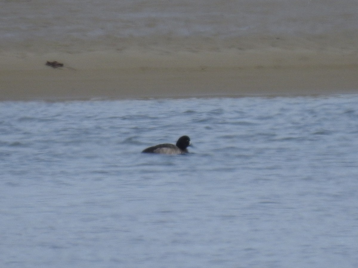 Greater Scaup - ML139004131