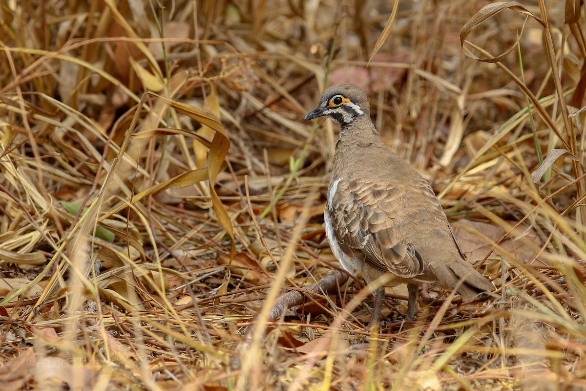 Squatter Pigeon - Anonymous