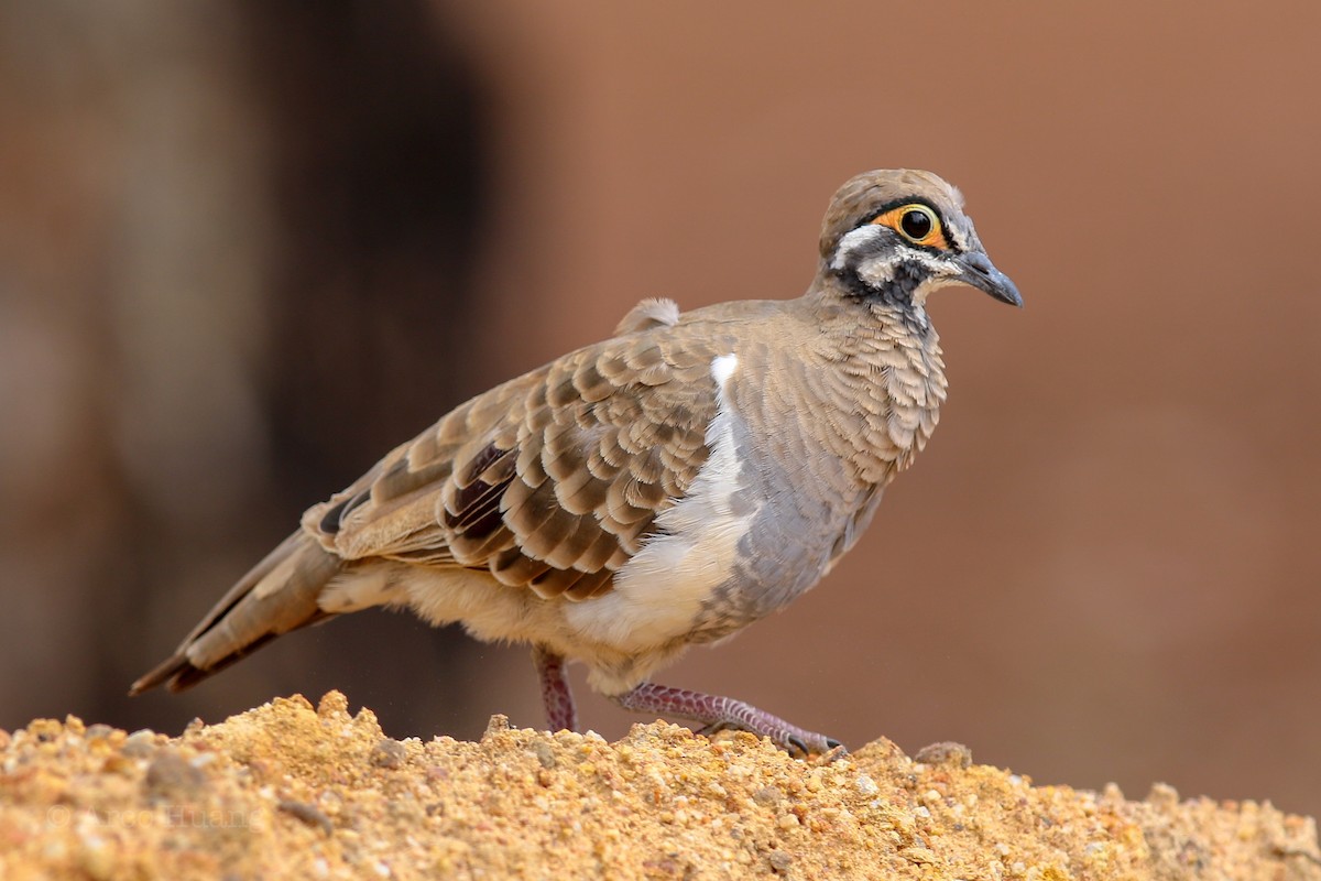 Squatter Pigeon - Anonymous