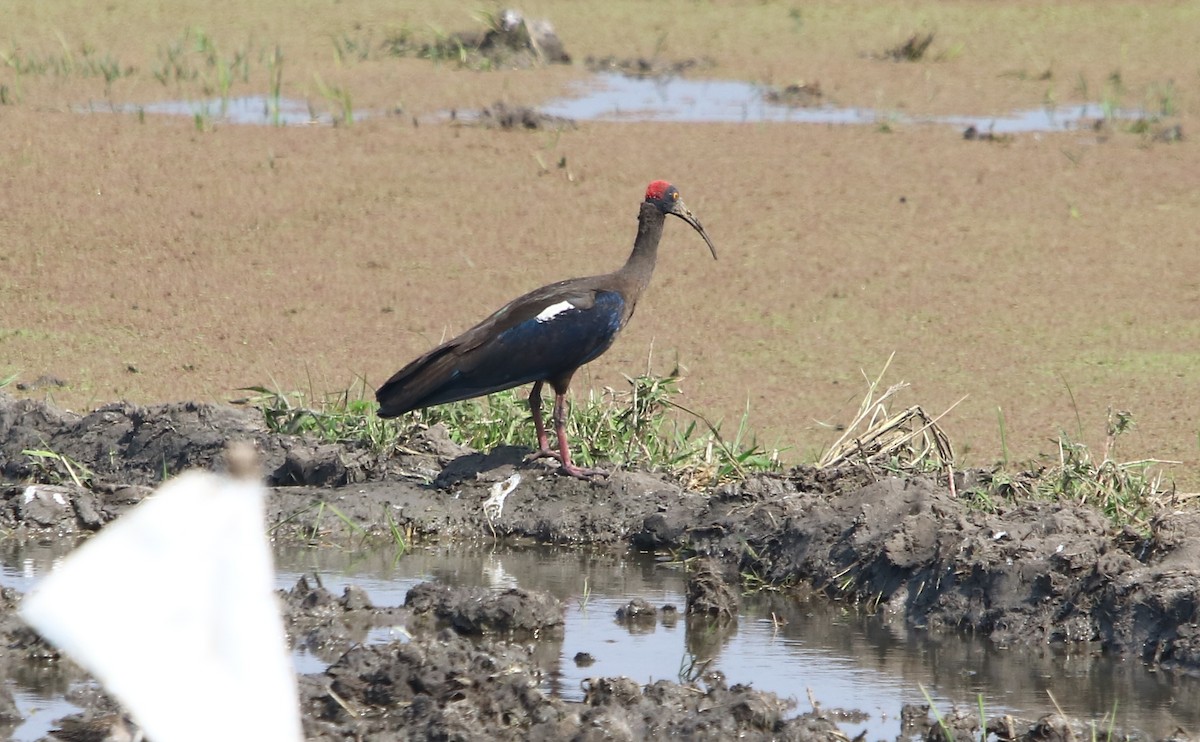 ibis bradavičnatý - ML139015731