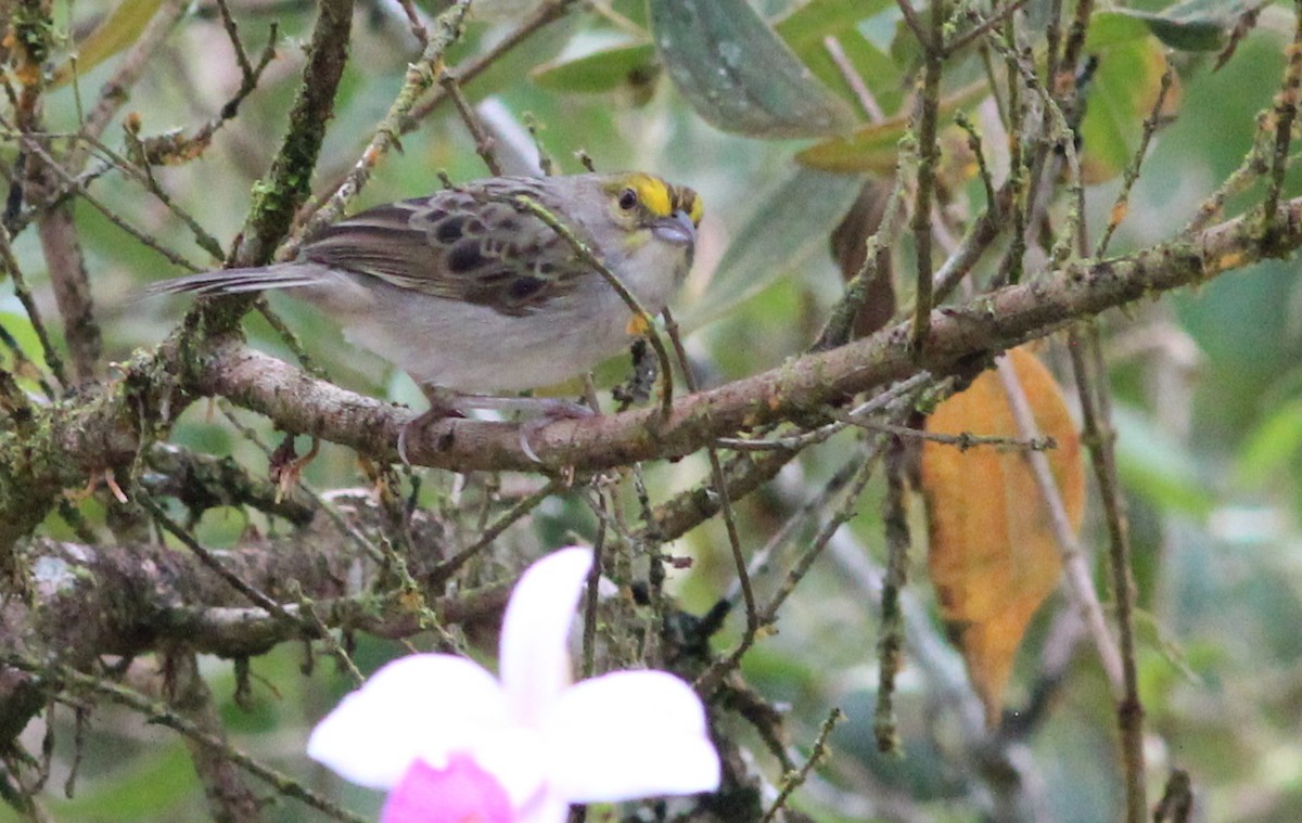 Yellow-browed Sparrow - Gary Leavens