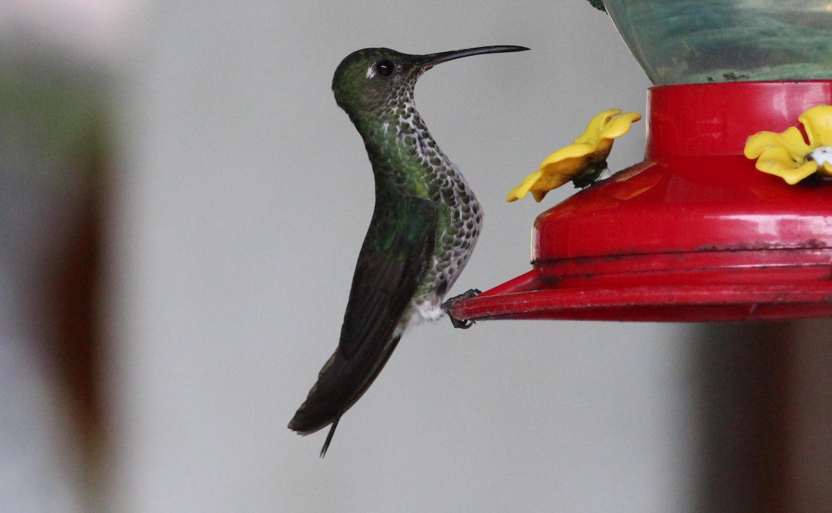 Many-spotted Hummingbird - ML139019751