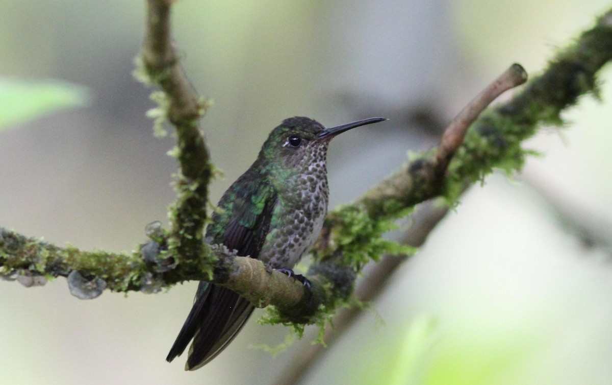 Many-spotted Hummingbird - Gary Leavens