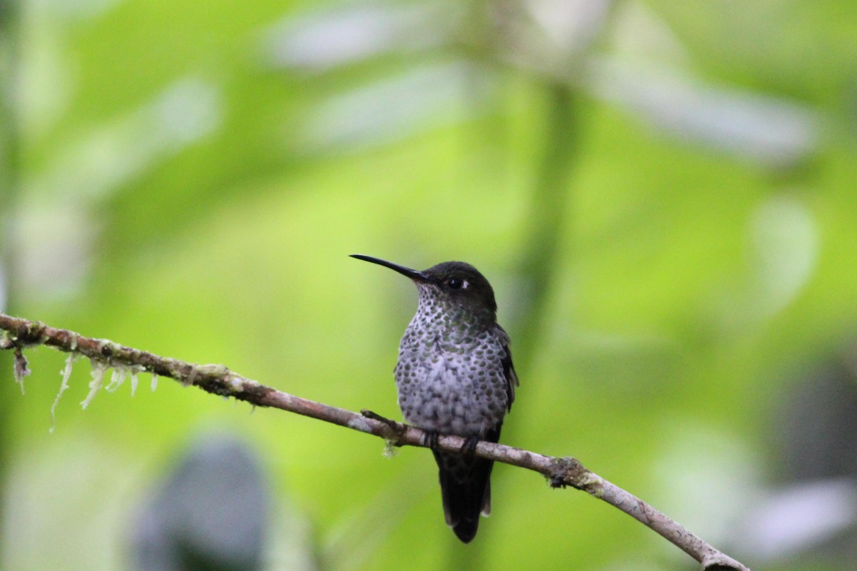Many-spotted Hummingbird - ML139020041