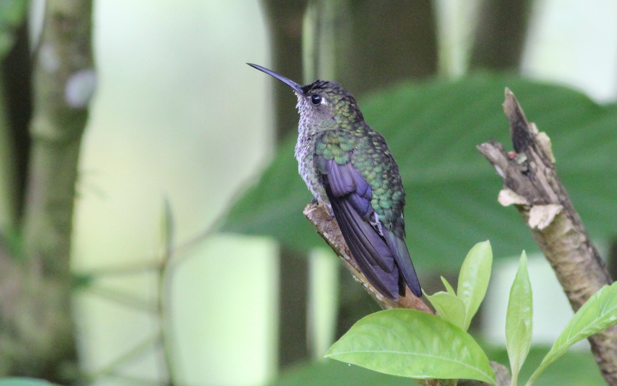 Many-spotted Hummingbird - ML139020581