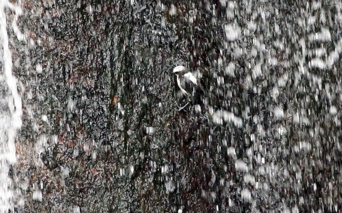 Mirlo Acuático Coroniblanco - ML139020821