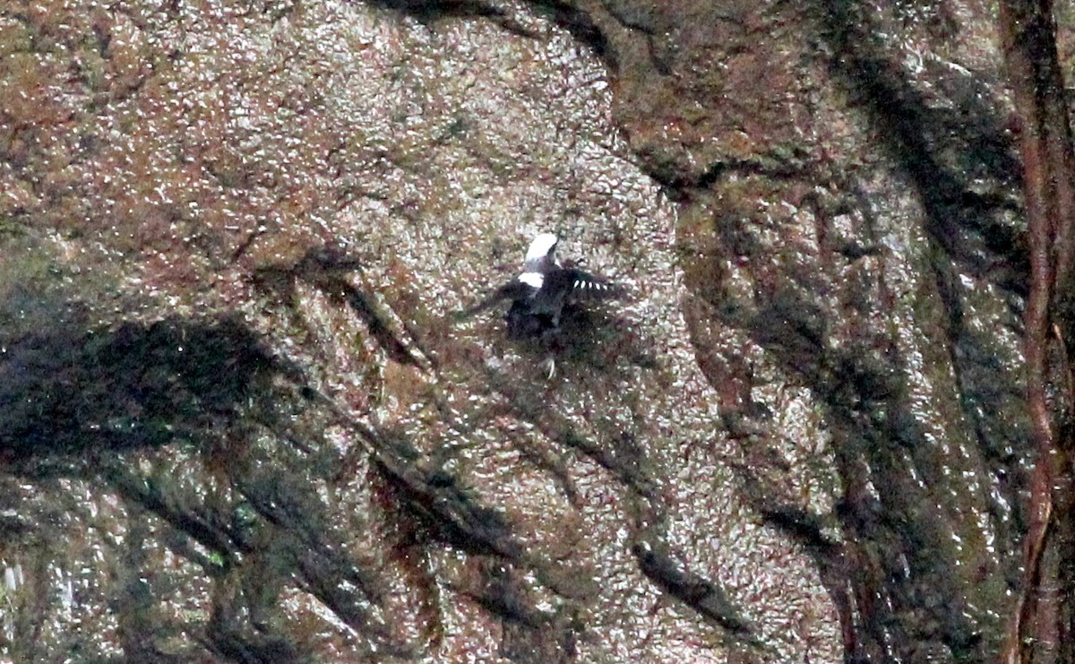 Mirlo Acuático Coroniblanco - ML139020971
