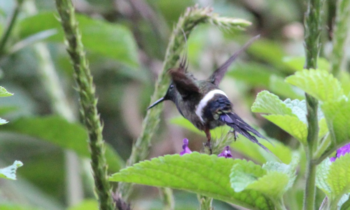 Wire-crested Thorntail - ML139021601