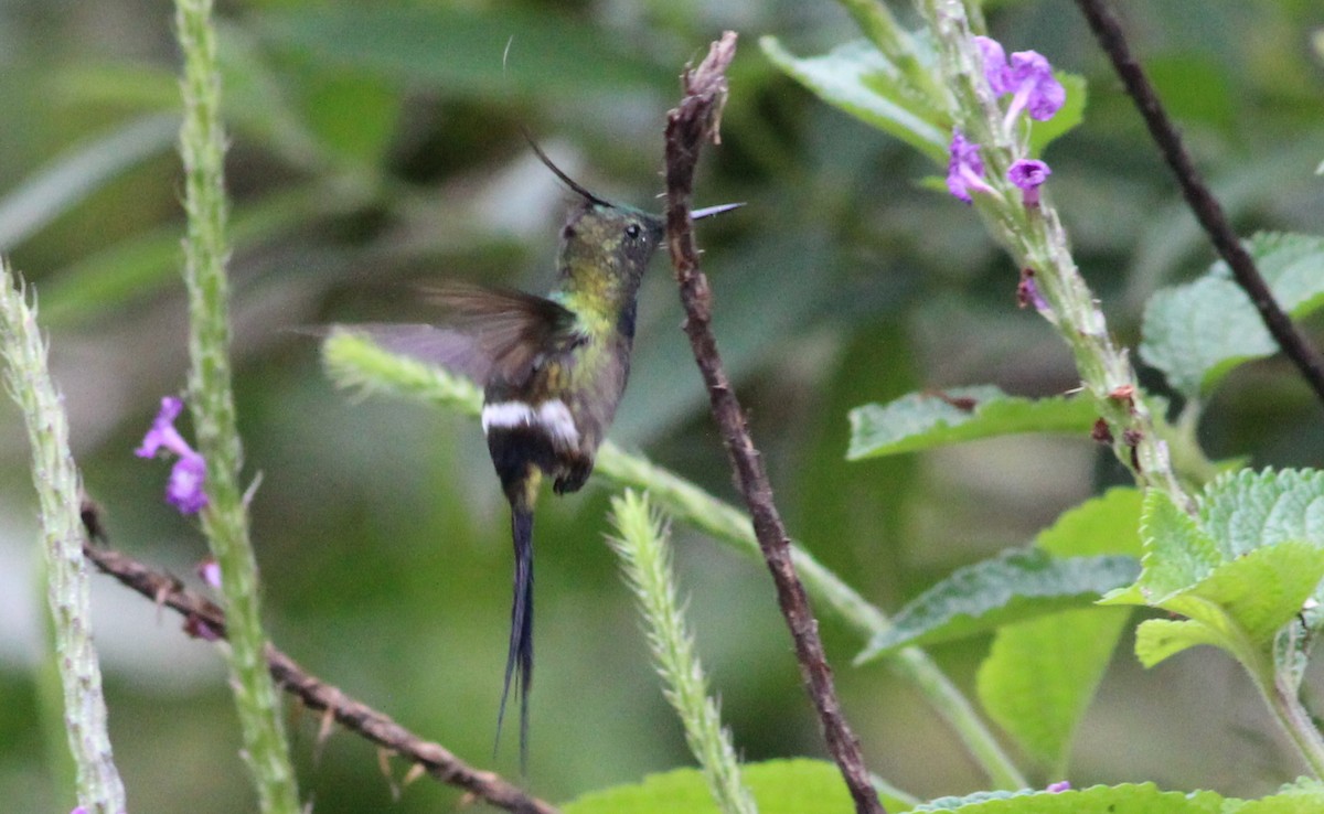 Wire-crested Thorntail - Gary Leavens