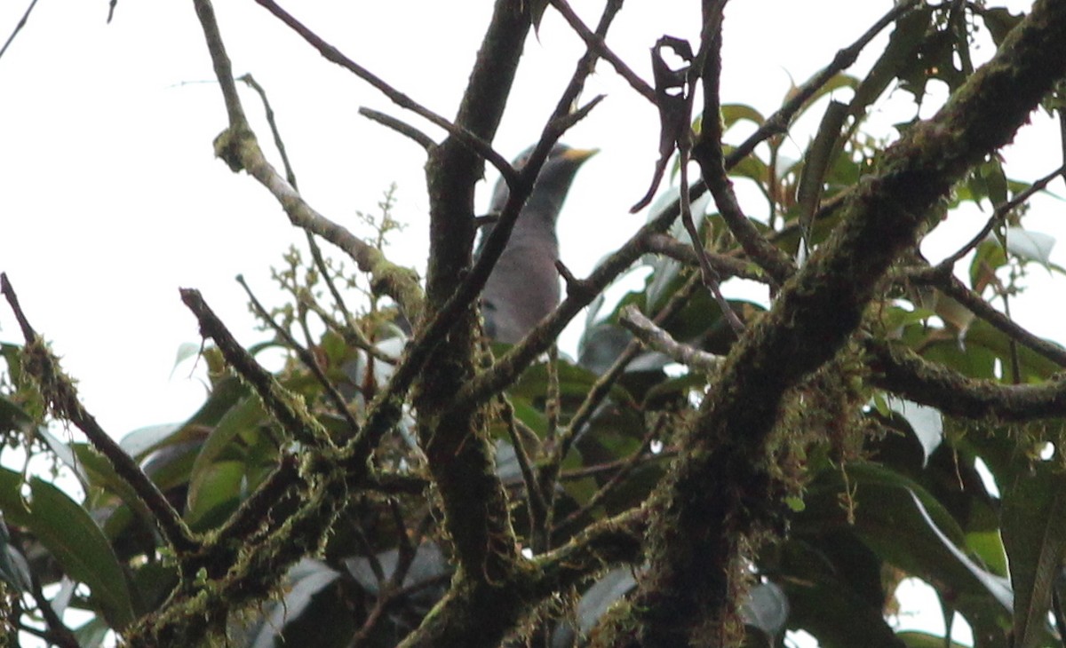 Band-tailed Pigeon - Gary Leavens
