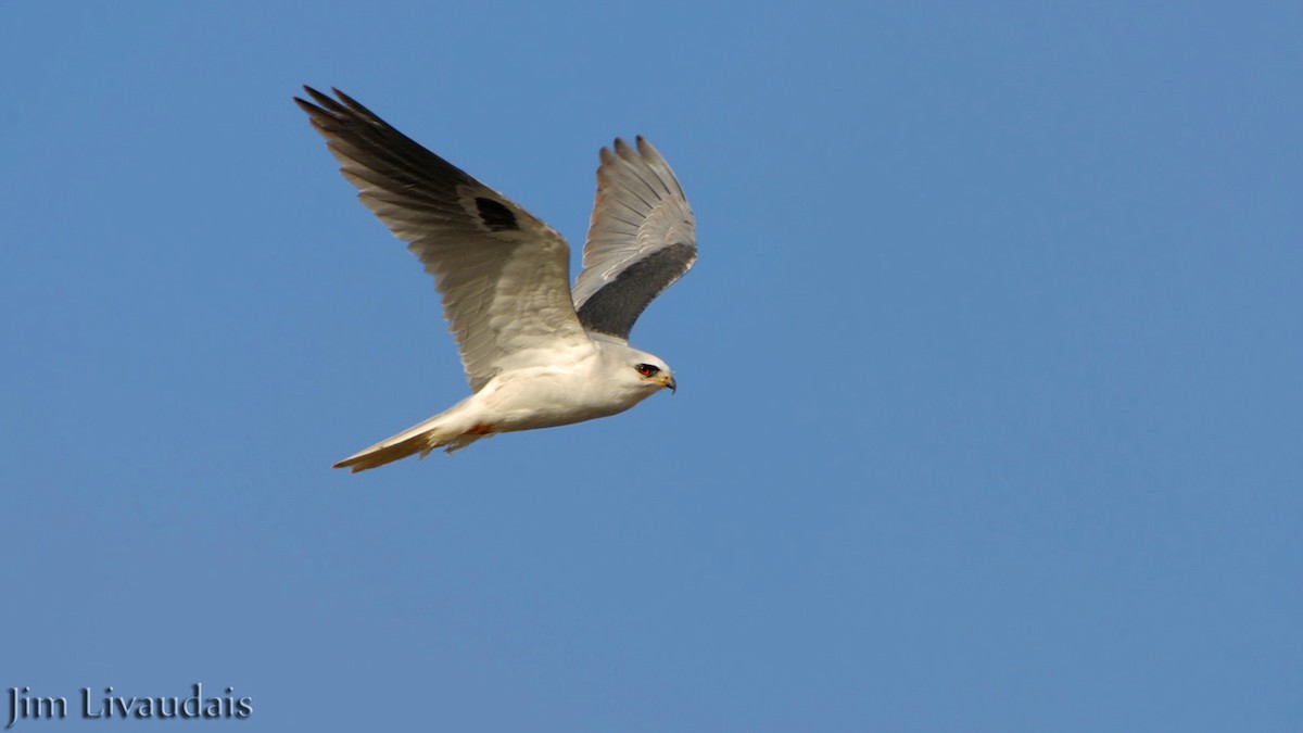 White-tailed Kite - James Livaudais