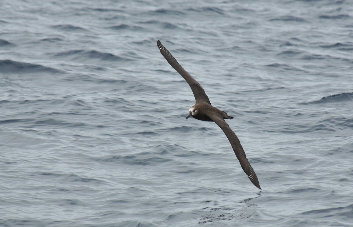Black-footed Albatross - Ryan O'Donnell