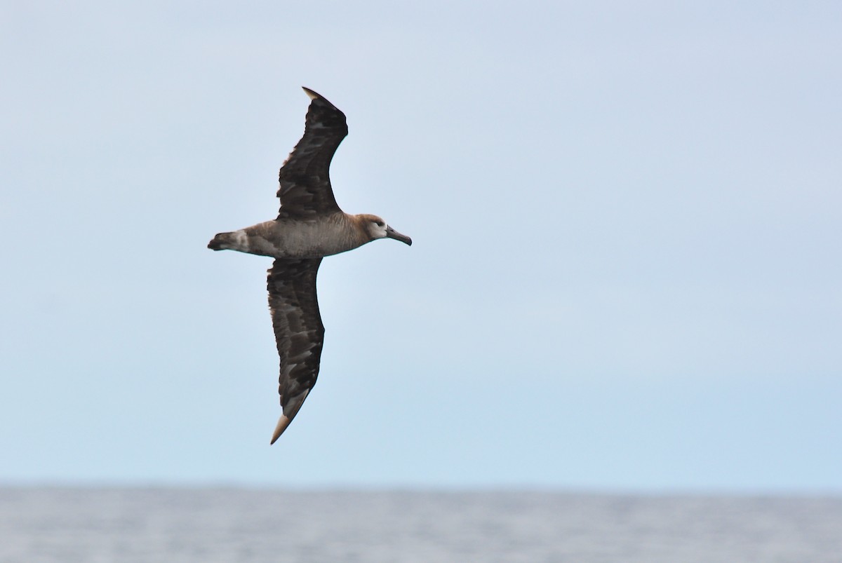 Black-footed Albatross - Ryan O'Donnell