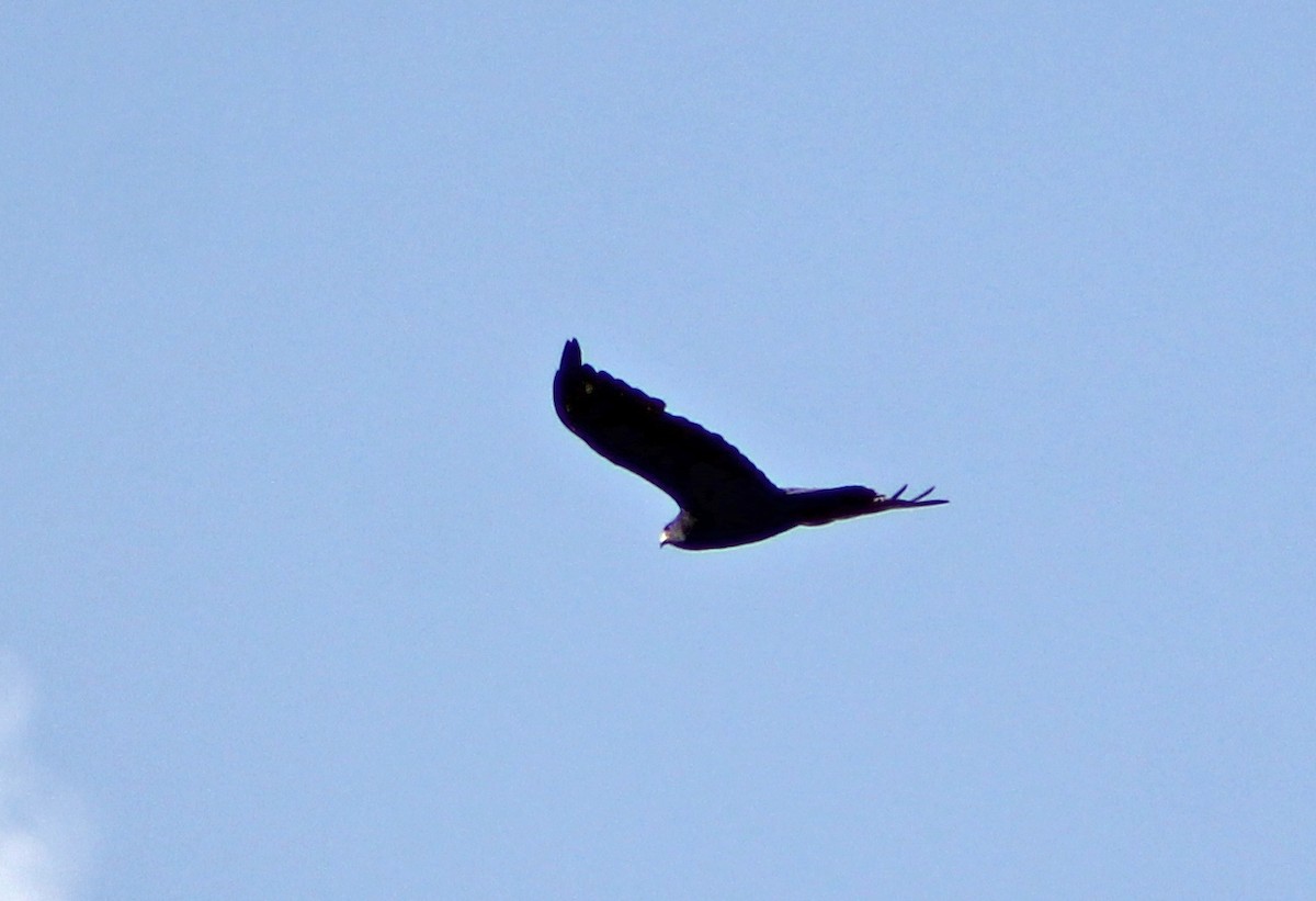 Zone-tailed Hawk - ML139028371