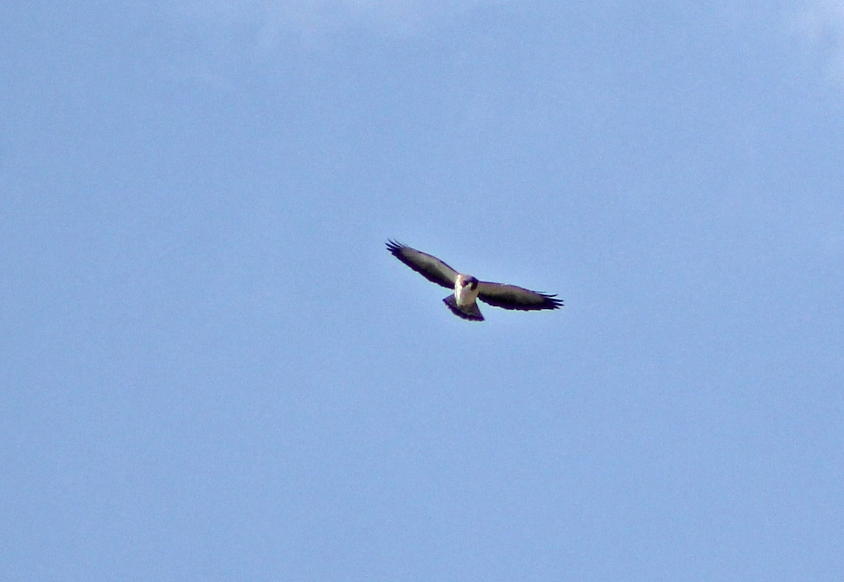 Short-tailed Hawk - ML139028431