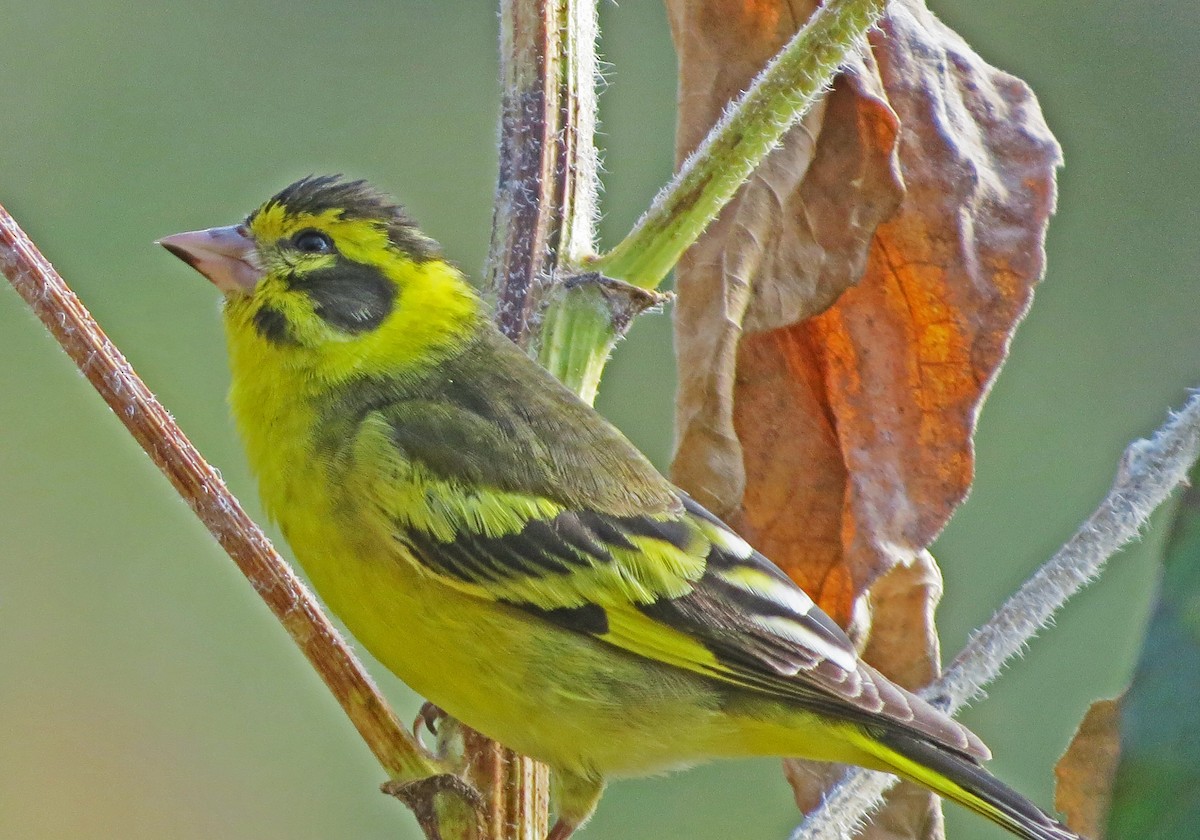 Yellow-breasted Greenfinch - ML139028541