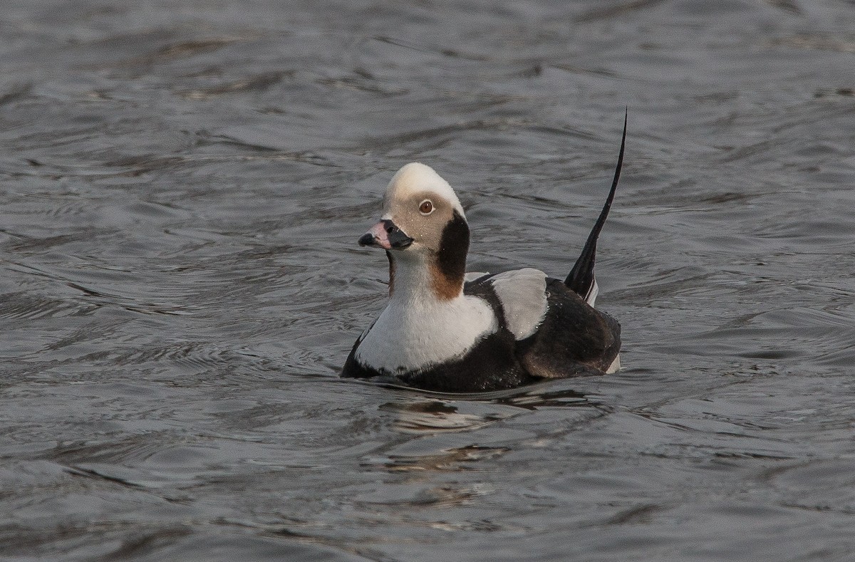 Long-tailed Duck - ML139030541