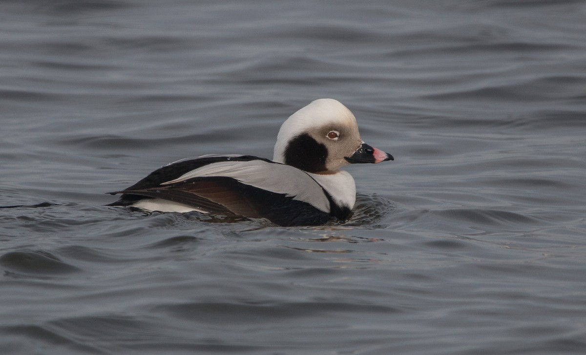 Long-tailed Duck - ML139030551
