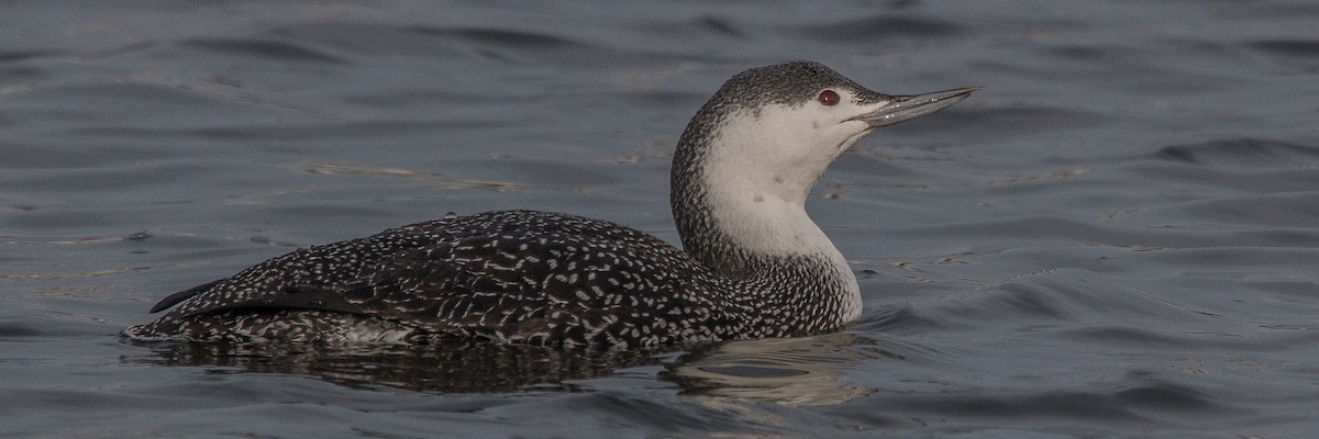 Red-throated Loon - ML139030651