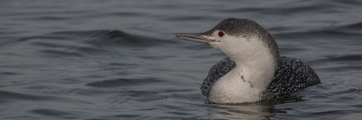 Red-throated Loon - ML139030681