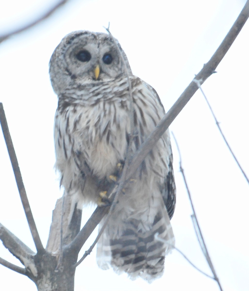 Barred Owl - ML139031891