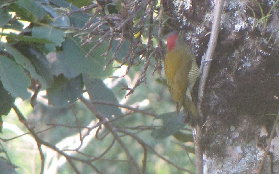 Golden-olive Woodpecker - Carlos José Díaz García