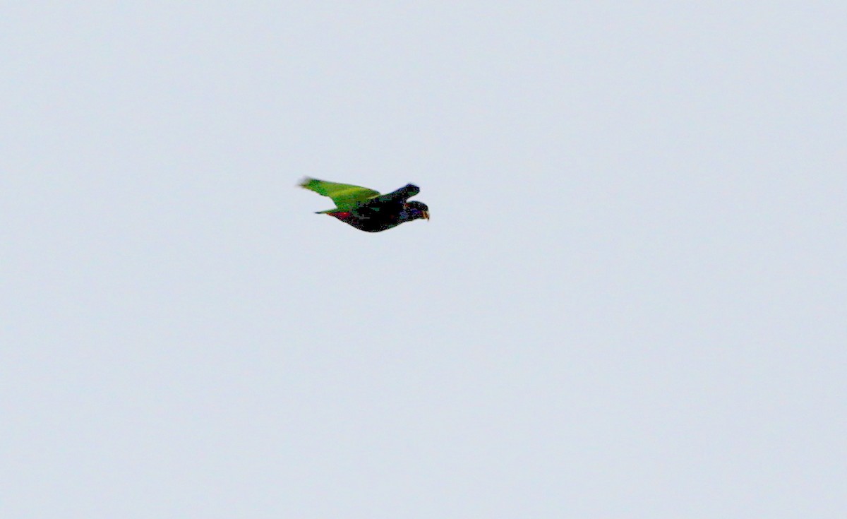 Scaly-naped Parrot - Gary Leavens